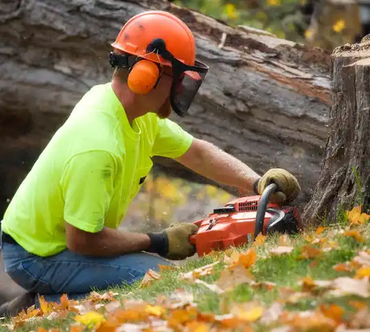 tree services Minerva Park